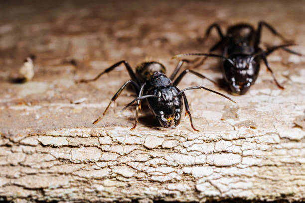 istock close-up. A black woodworm ant on the surface of a tree. 1491740951