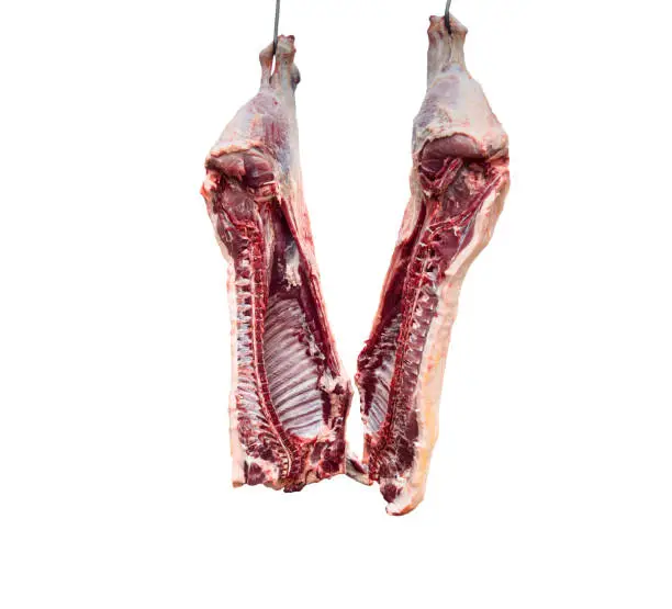 Meat industry. Beef meat hanging. Cattles cut and hanged on hook in a slaughterhouse isolated on a white background. Fresh lamb and raw meat. Сow carcass isolated.