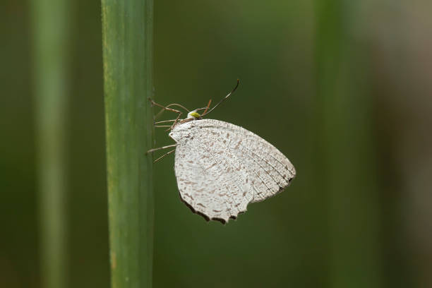 istock All about story of buterfly 1491741446