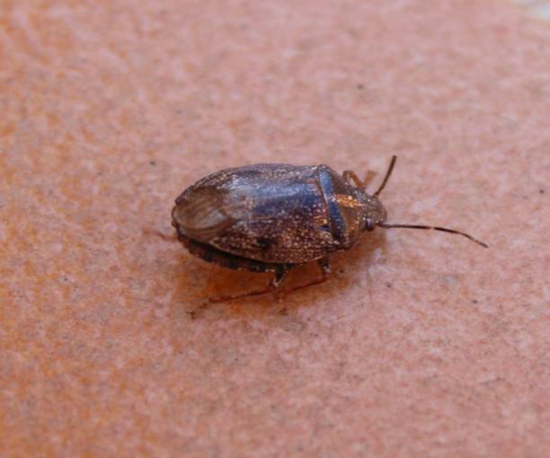 istock A small insect on the floor 1491741523