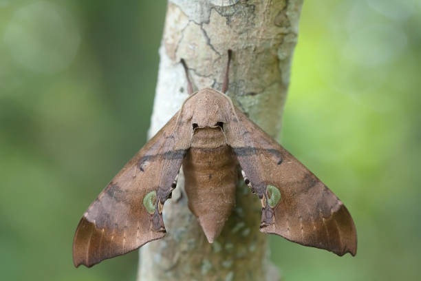 istock All about story of buterfly 1491741793