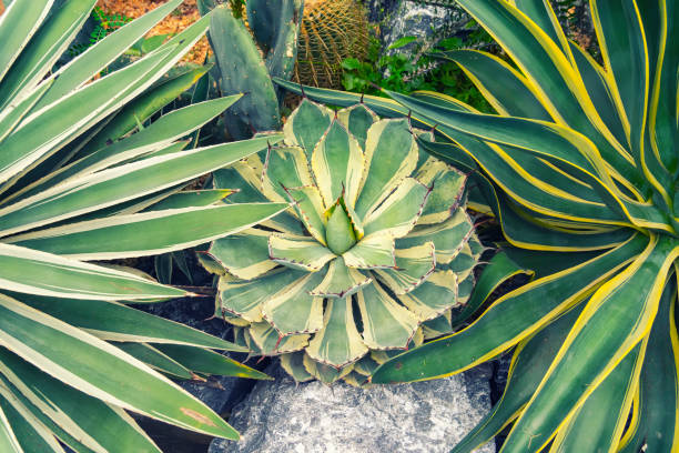 istock Close-up of agave plant. 1491743328