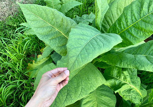 Human hands come into contact with fresh tobacco leaves