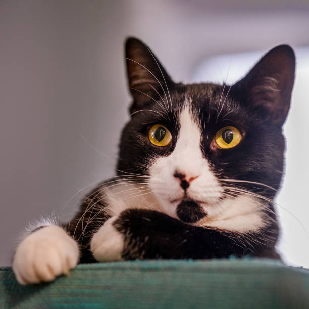 istock portrait of a very serious cat 1491747758
