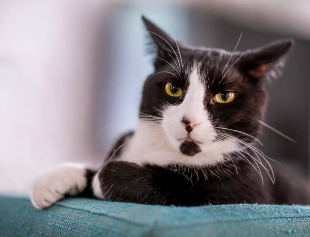 istock portrait of a very serious cat 1491747774