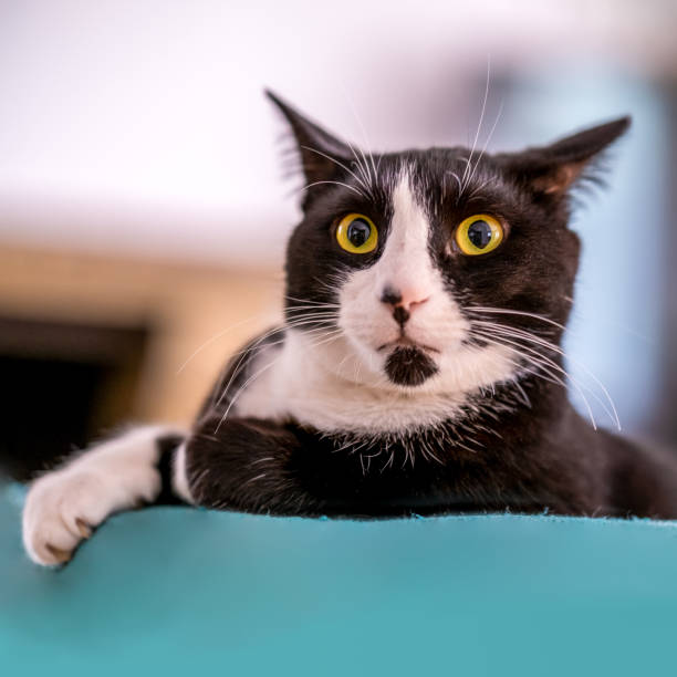 portrait of a scared cat