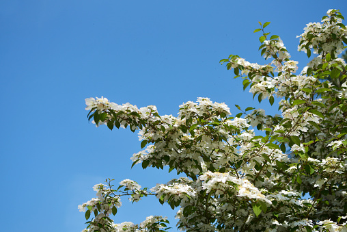 Fleurs blanches de cerisier