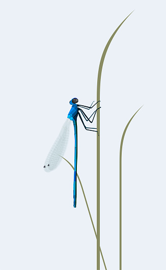 Vector illustration of a beautiful dragonfly sittting in the grass in a meadow