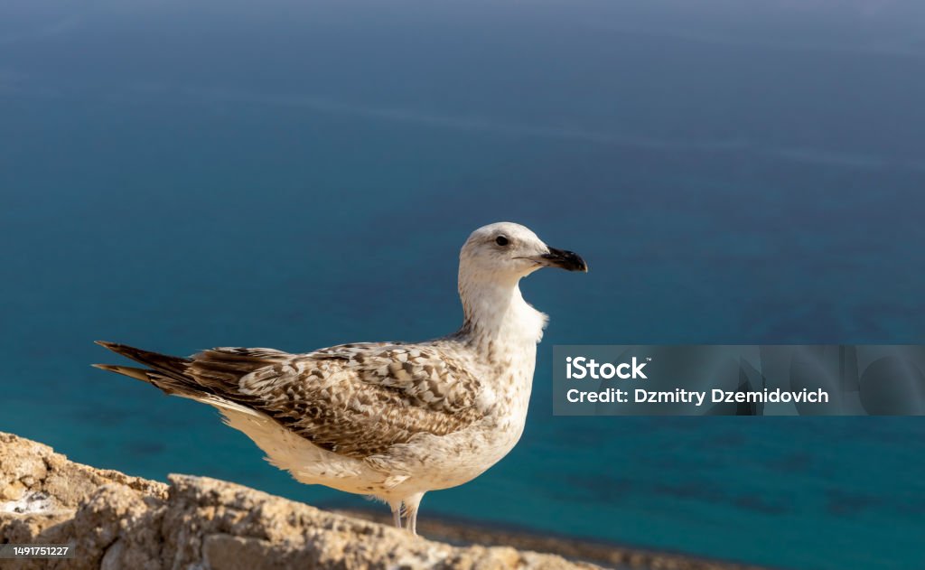 Seagull on a stone against the background of the sea in the sun. Seagull sits on the fortress wall against the background of the mediterranean sea. Copy space. Peaceful nature. Alicante, Spain. Animal Stock Photo