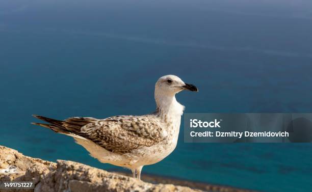 Seagull On A Stone Against The Background Of The Sea In The Sun Seagull Sits On The Fortress Wall Against The Background Of The Mediterranean Sea Copy Space Peaceful Nature Alicante Spain Stock Photo - Download Image Now