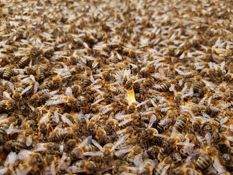 Closeup of bees sitting on top of the wooden frames of honeycombs.