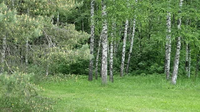 View of pines and birches in the park of Moscow in summer.