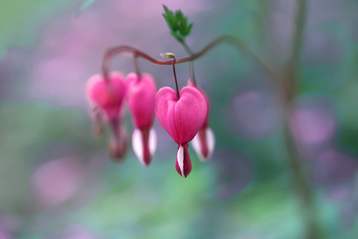 Footage of Bleeding-heart flowers. \nShot with Canon R5