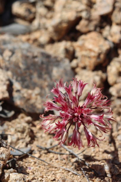 istock Allium Parishii Bloom - Cottonwood Mtns - 042623 1491753285