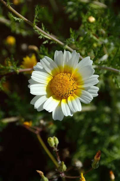 istock Wild daisies in Cabanas de Tavira 1491754894