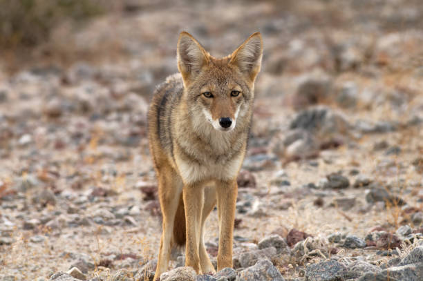 istock Coyote in Death Valley 1491755219