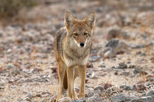 Coyote, Canis latrans, shown in Death Valley National Park, California, United States.
