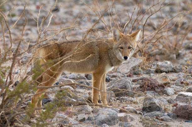 istock Coyote in Death Valley 1491755376