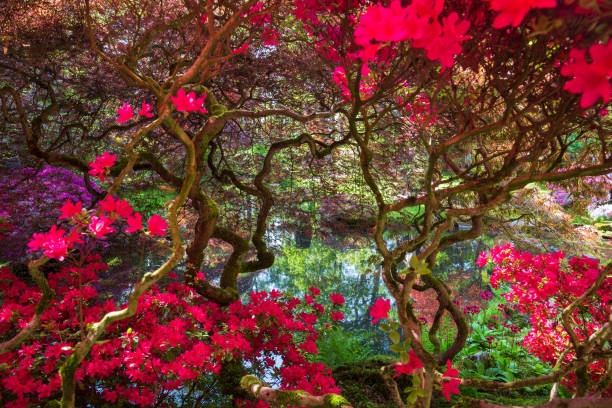 istock Tree frame at Japanese Garden in Clingendael Park, Den Haag 1491756724
