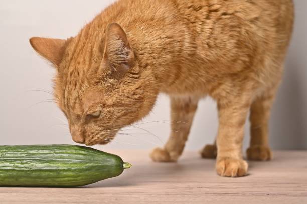 istock Closeup of a funny red cat sniffs at a cucumber. 1491759786