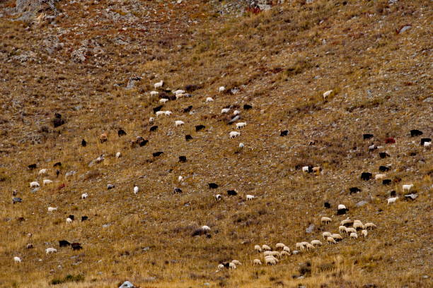 istock The meager pastures of autumn 1491761241