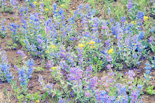 Wild flowers of blue and yellow mixed on a hillside after a heavy rain shower in central Montana, western USA, North America