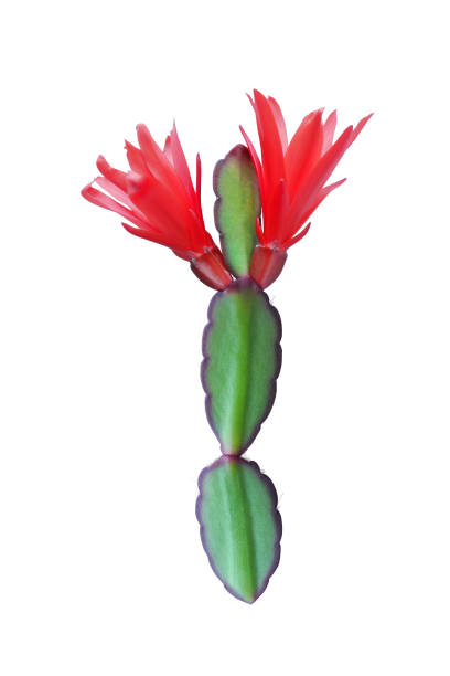 istock Christmas cactus red Schlumbergera with flowers isolated on white 1491763911