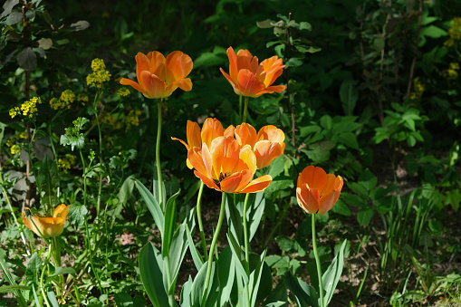 Blooming orange tulips on a flower bed in sunlight on a shadow background