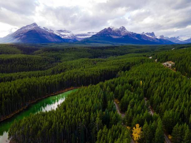 istock The Bow River flows through a green forest near the Canadian Rocky Mountains. Alberta, Canada. 1491768892