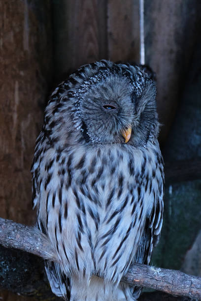 istock Long-eared owl portrait close-up from the front. He looks funny with one. Not sleeping 1491769105
