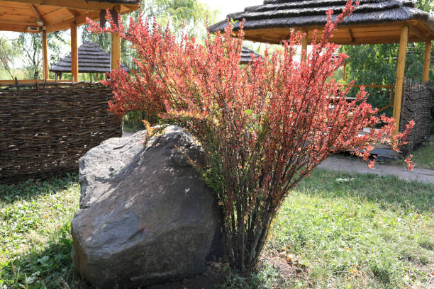 arbusto de agracejo y piedra decorativa en el patio trasero - agracejo rojo fotografías e imágenes de stock