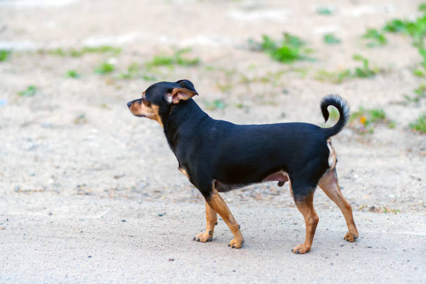 istock Toy Terrier staring ahead on the road 1491769389