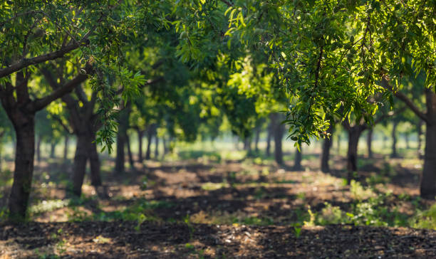 piękny ogród migdałowy, rzędy drzew migdałowych z zielonymi owocami migdałów w sadzie w kibucu w północnym izraelu, galilea wiosną. - plum fruit organic food and drink zdjęcia i obrazy z banku zdjęć