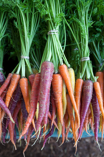 Fresh bunches of orange, purple, and yellow carrots on display at a farmer's market.