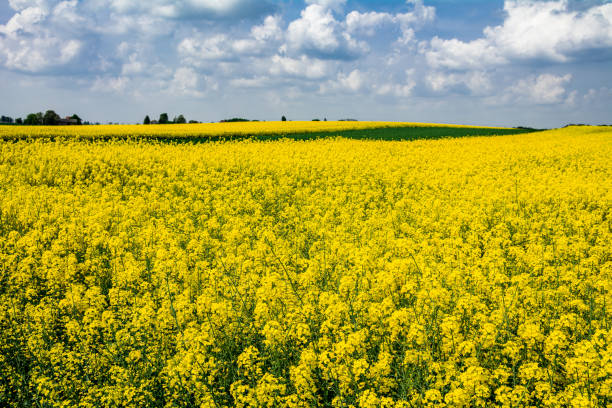 istock view of a blooming rape field 1491774137