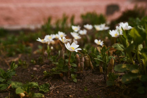 White cosmos flowers (Cosmos bipinnatus) flourish near a brick wall illuminated by warm sunlight. This serene floral composition embodies simplicity and beauty, representing purity and grace against the textured brick.
