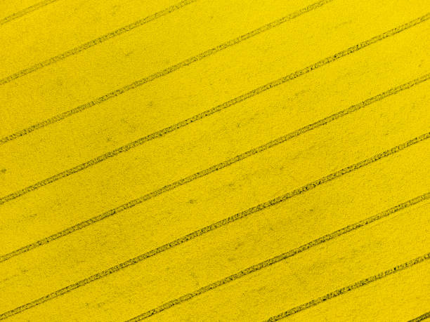 aerial view of lines in a field of yellow flowering rapeseed canola stock photo