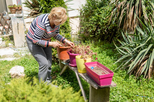 istock Senior woman gardening 1491775892