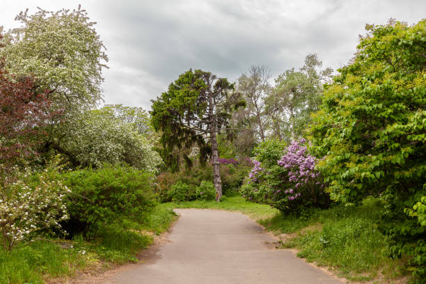 istock View of an old pine tree and spring flowering ornamental trees. 1491777428