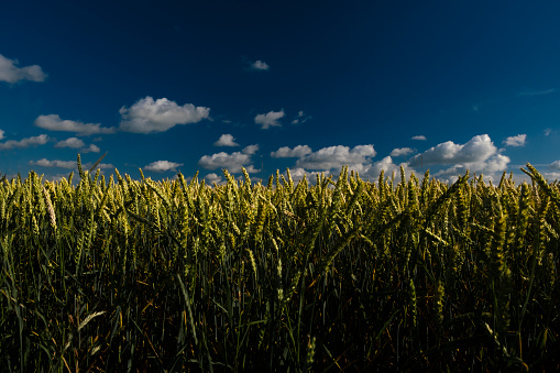 Toscana landscape and wheat field