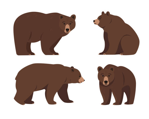 set von bären in verschiedenen posen. wilde braune bärentiersymbole. grizzlybär stehend, sitzend und gehend. - braunbär stock-grafiken, -clipart, -cartoons und -symbole
