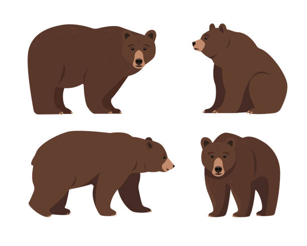 ilustrações de stock, clip art, desenhos animados e ícones de set of bears in different poses. wild brown bear animal icons. grizzly bear standing, sitting and walking. - animal fat