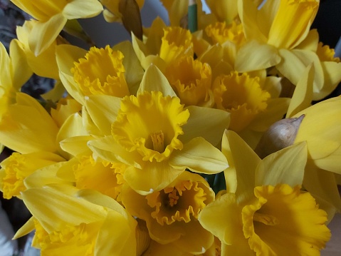 a close-up of a bouquet of Daffodils in full bloom