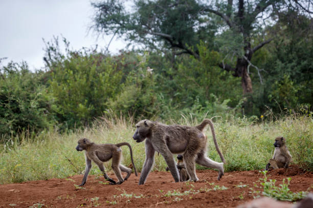 bärenpavian im krüger nationalpark, südafrika - kruger national park monkey baboon africa stock-fotos und bilder