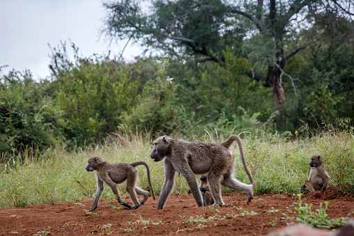Chacma baboon family walking in the bush in Kruger National park, South Africa ; Specie Papio ursinus family of Cercopithecidae