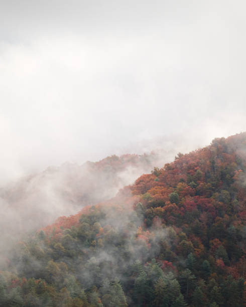 istock Great Smoky Mountains National Park 1491783659