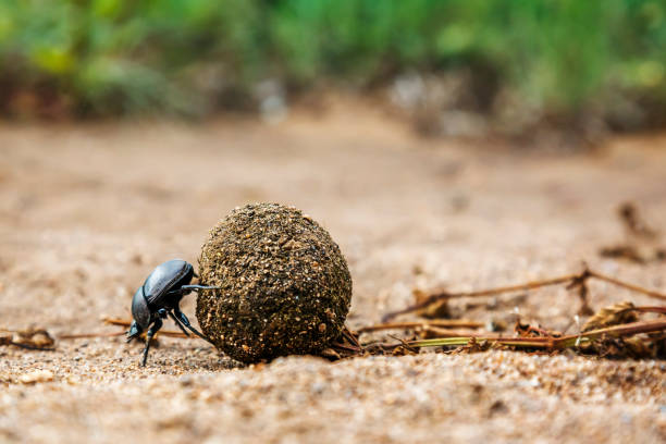 istock Dung beetle in Kruger National park, South Africa 1491783790