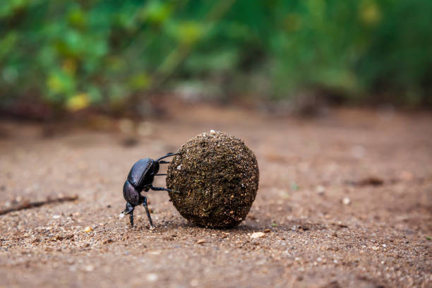 escarabajo pelotero en el parque nacional kruger, sudáfrica - provincia de mpumalanga fotografías e imágenes de stock