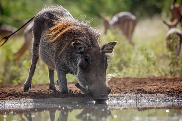istock Common warthog in Kruger National park, South Africa 1491785056