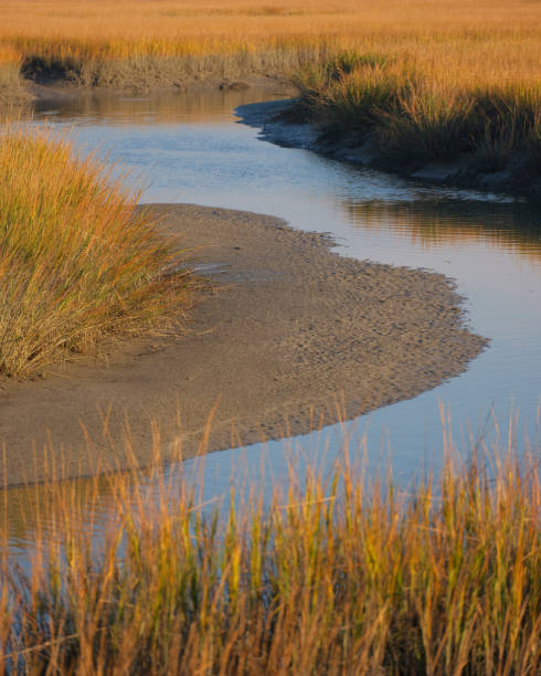istock Charleston, South Carolina 1491785989